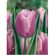 Тюльпан тріумф Holland Beauty (Холланд Б'юті), 3 цибулини в пачці