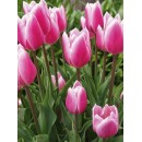 Тюльпан простой, поздний Jumbo Beauty (Джамбо Бьюти), 3 луковицы в упаковке