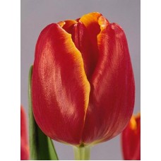 Тюльпан триумф  Laura Fygi (Лаура Фуги),  3 луковицы​ в упаковке