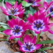 Тюльпан ботанічний Little Beauty (Літл Б'юті), 3 цибулини в пачці