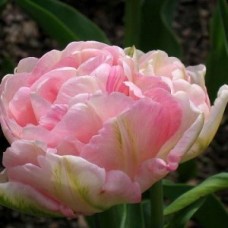 Тюльпан махровый, поздний Pink Star (Пинк Стар), 3 луковицы в упаковке