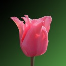 Тюльпан лілієцвітний Прітті Лав (3 шт)