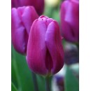 Тюльпан простий ранній Purple Prince (Пурпл Принц), 3 цибулини в пачці