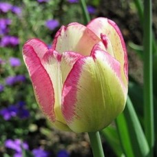 Тюльпан триумф Shiun  (Шуин), 3 луковицы в упаковке