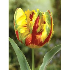 Тюльпан попугайный Texas Flame (Тексэс Флейм), 3 луковицы в упаковке