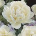 Тюльпан повний пізній Up White (Ап Вайт), 3 цибулини в пачці