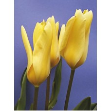 Тюльпан Фостера Yellow Empress (Еллоу Эмпресс), 3 луковицы в упаковке