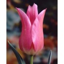 Тюльпан лілієцвітний Lilyrosa (Ліліроза), 3 цибулини в пачці