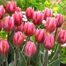 Тюльпан тріумф Pink Irene (Пінк Ірен), 3 цибулини в пачці