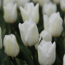 Тюльпан простий ранній White Prince (Вайт Принц), 3 цибулини в пачці