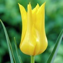 Тюльпан лілієцвітний Ballade Gold (Балада Голд), 3 цибулини в пачці
