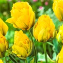 Тюльпан повний ранній Monte Peony (Монте Півонія), 3 цибулини в пачці