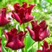 Тюльпан тріумф Silk Surprise (Сілк Сюрпрайз), 3 цибулини в пачці