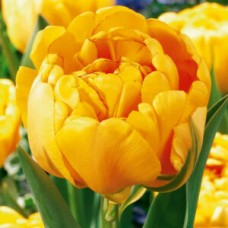 Тюльпан повний пізній Yellow Pompоnette (Йеллоу Помпонетт), 3 цибулини в пачці