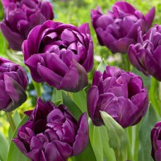 Тюльпан повний пізній Purple Peony (Перпл Півонія), 3 цибулини в пачці