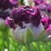 Тюльпан повний пізній Purple Peony (Перпл Півонія), 3 цибулини в пачці