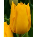 Тюльпан простий ранній Yellow Flair (Йеллоу Флаєр), 3 цибулини в пачці