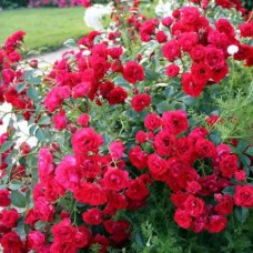 Скарлет Мейяндекор (Scarlet Meillandecor), грунтопокривна троянда 