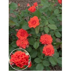 Троянда Бранд Піксi (Brand Pixie), флорiбунда