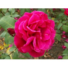 Графиня Алькантара, Штамбовая роза