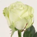 Аваланж (Avalanche), чайно-гибридная роза