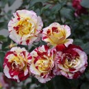 Чайно-гібридна троянда Каміль Піссаро