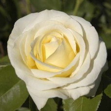 Шопен (Chopin) чайно-гібридна троянда