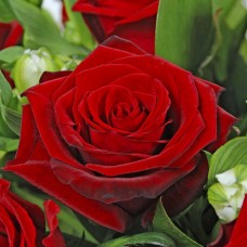  Grand Pri, Chayno-gibridnaya roza Гранд Прі, Чайно-гібридна троянда