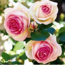 Эден Роуз (Eden Rosе), плетистая роза