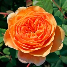 Екскалібур (Excalibur) англійська троянда, флорібунда