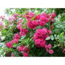 Фемелі Пінк (Family Pink), плетиста троянда