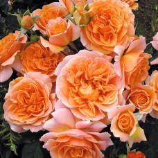 Джинджер Сіллабаб (Ginger Syllabub), англійська плетистая троянда, ТМ "Декоплант", Київ