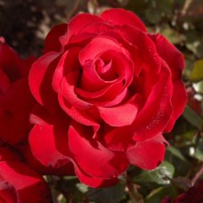 Гранд Аморе (Grande Amore), чайно-гібридна троянда, Kordes