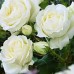 Уайт Симфонія (White Symphony), чайно-гібридна троянда