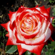 Імператриця Фарах (Imperatrice Farah), чайно-гібридна троянда