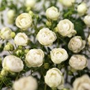 Морсдаг Вайт (Morsdag White), поліантова троянда