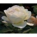 Чайно-гібридна троянда Куїн Елізабет біла, ТМ "Декоплант", Київ