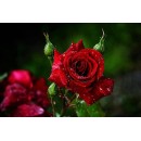 Миниатюрная роза Ред Дед, ТМ "Декоплант", Киев