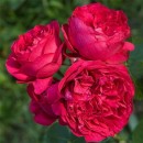 Парковая роза  Ред Эден Роуз (Red Eden Rose)