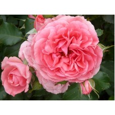 Парковая роза Розариум Ютерсен (Rosarium Uetersen)