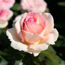 Чайно-гібридна троянда Сувенір Де Баден-Баден (Souvenir de Baden-Baden)