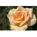  Grand Pri, Chayno-gibridnaya roza Гранд Прі, Чайно-гібридна троянда