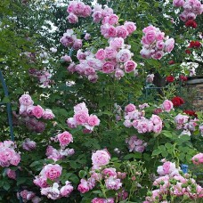  Віолет Парфум (Violette Parfumeе), плетиста троянда