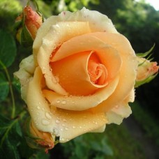 Версілія (Versilia), чайно-гібридна троянда