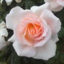 Соло Крем (Solo Cream) чайно-гибридная роза