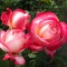  Рина Херхольд (Rina Herholdt), чайно-гібридна троянда