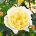 Троянда Лемон Ваза (Lemon Vaza), флорiбунда