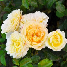 Троянда Лемон Ваза (Lemon Vaza), флорiбунда