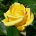 Соло Еллоу (Solo Yellow), чайно-гібридна троянда