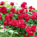 Фемелі Ред (Family Red), плетиста троянда